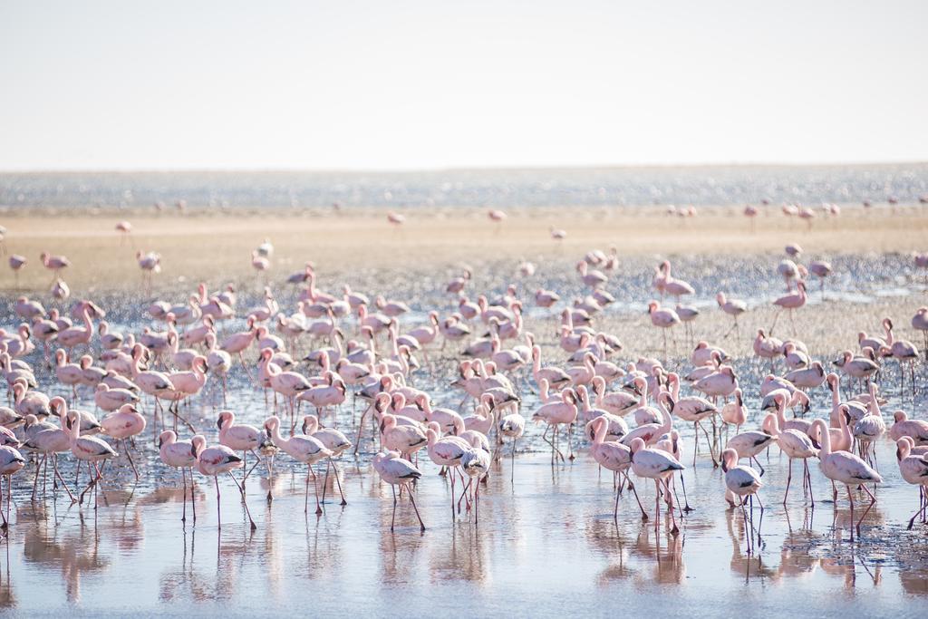 Flamingo Villas Boutique Hotel Walvis Bay Exterior foto
